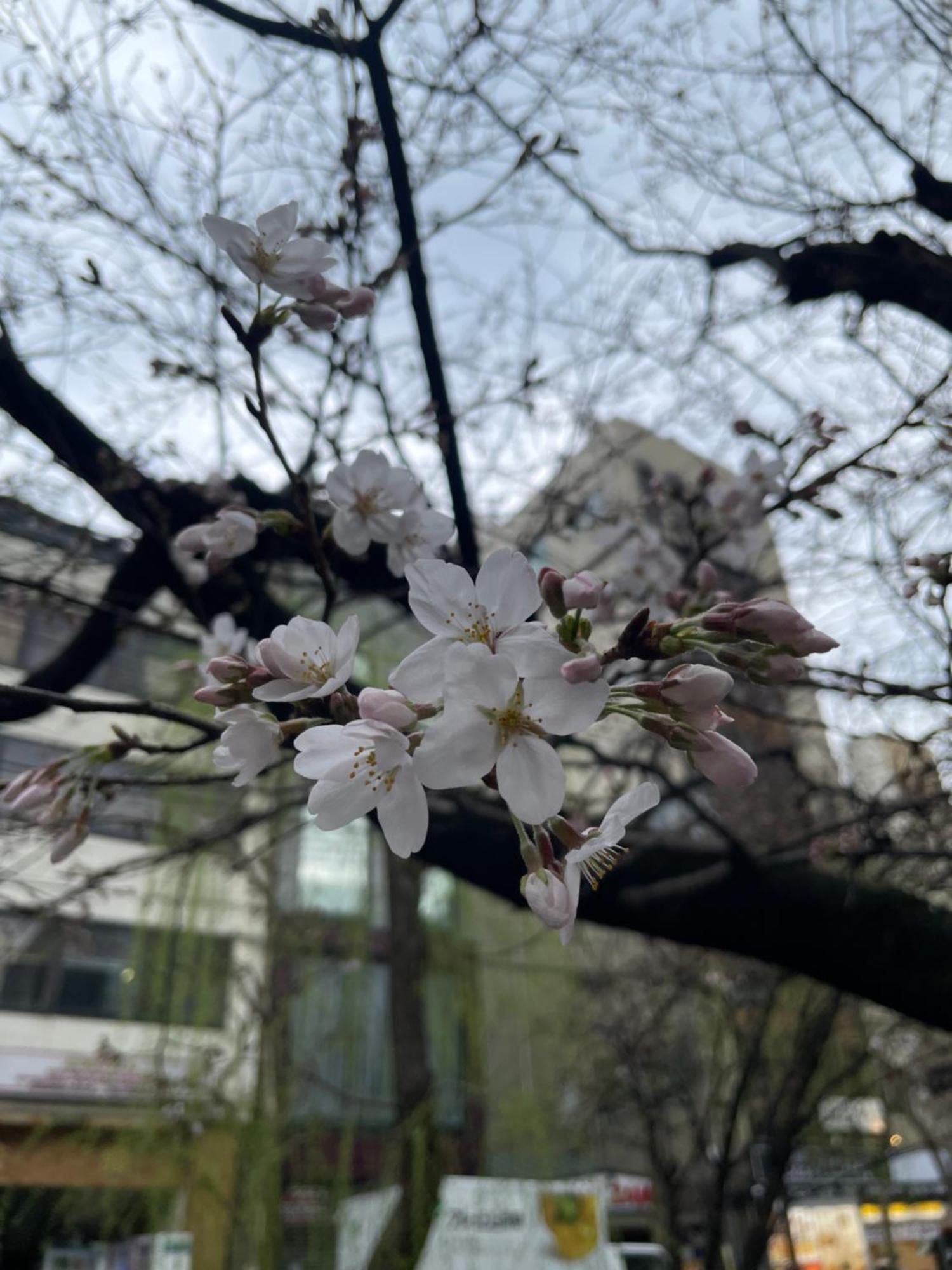 Izutsu Hotel Takasegawa Kioto Exterior foto